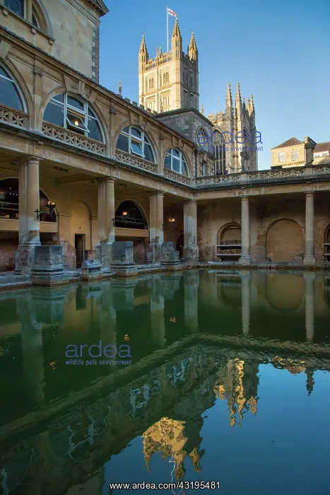 : Great Bath at the Roman Baths with the Bath Cathedral : Great Bath at the Roman Baths with the Bath Cathedral