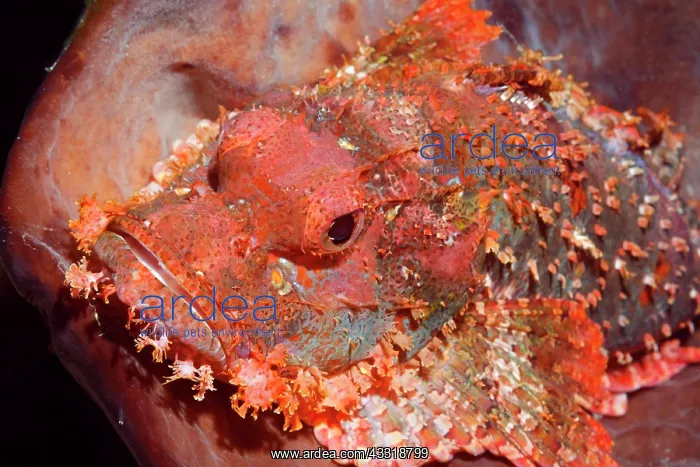 : Great Bearded scorpionfish (Scorpaenopsis barbata) : Great Bearded scorpionfish (Scorpaenopsis barbata)