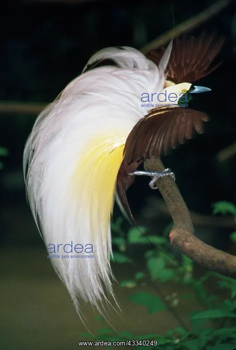 : Great Bird of Paradise : Great Bird of Paradise