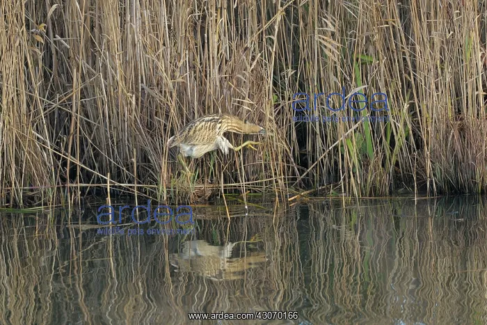 : Great Bittern : Great Bittern