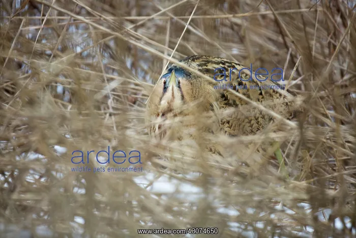 : Great Bittern : Great Bittern