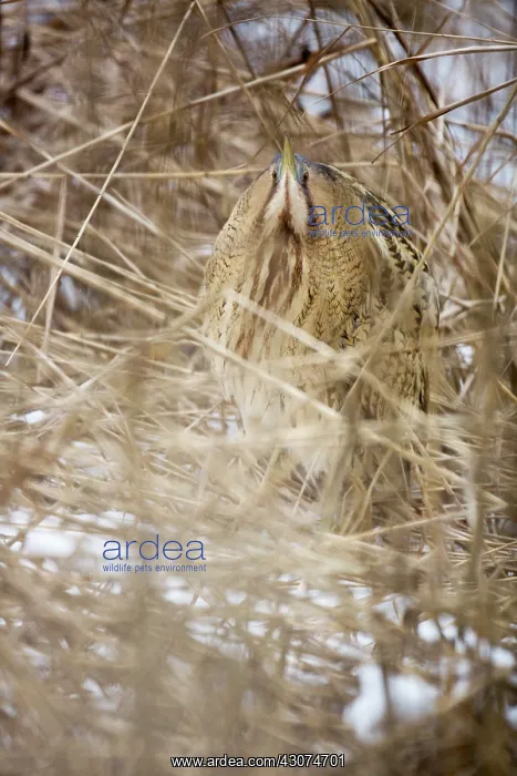 : Great Bittern : Great Bittern