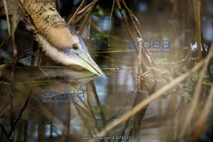 : Great Bittern : Great Bittern