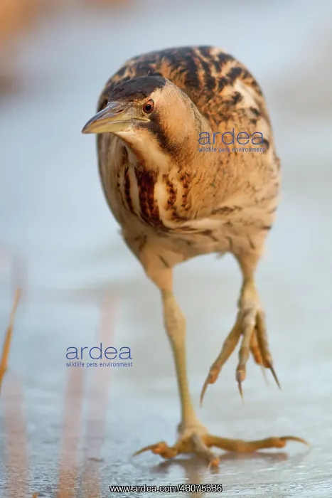 : Great Bittern : Great Bittern