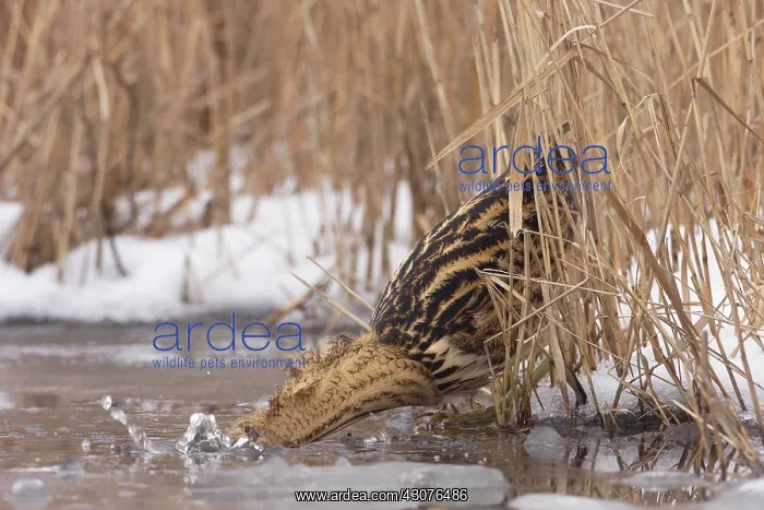 : Great Bittern : Great Bittern