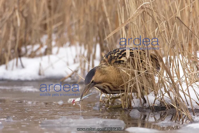 : Great Bittern : Great Bittern