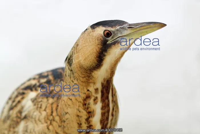 : Great Bittern : Great Bittern