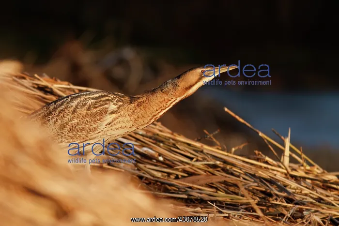 : Great Bittern : Great Bittern