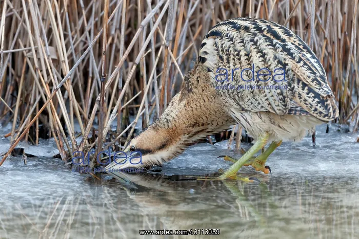 : Great Bittern : Great Bittern