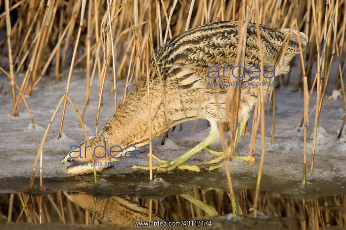  : Great Bittern