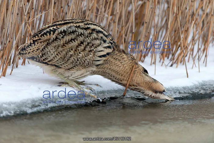 : Great Bittern : Great Bittern