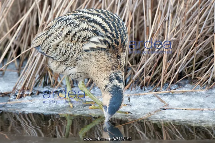 : Great Bittern : Great Bittern