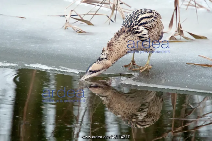 : Great Bittern : Great Bittern