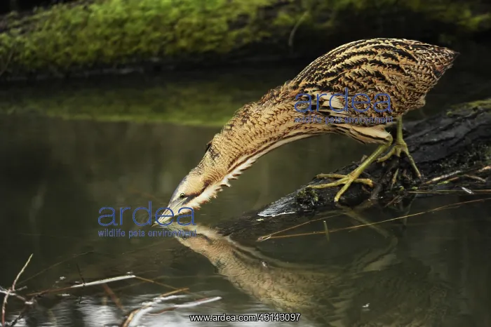 : Great Bittern : Great Bittern