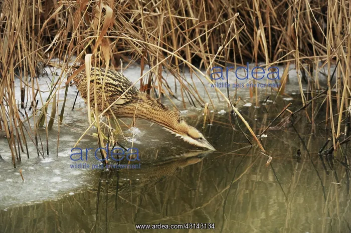 : Great Bittern : Great Bittern