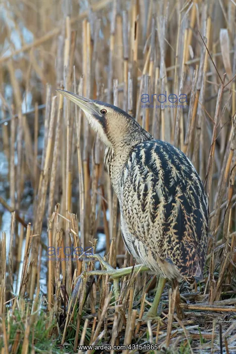 : Great Bittern : Great Bittern