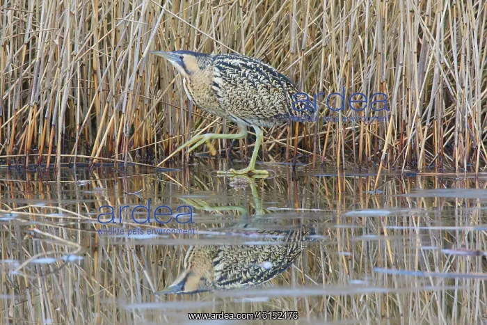 : Great Bittern : Great Bittern