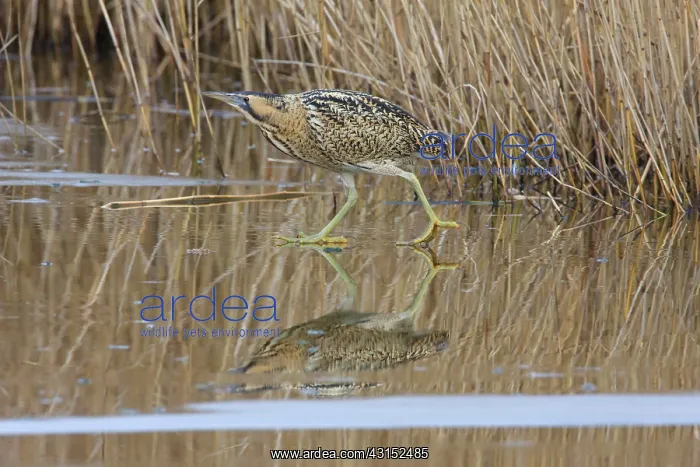 : Great Bittern : Great Bittern