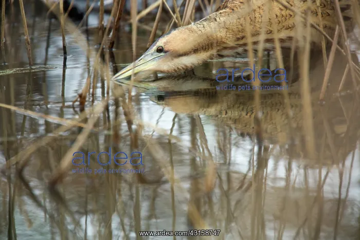: Great Bittern : Great Bittern