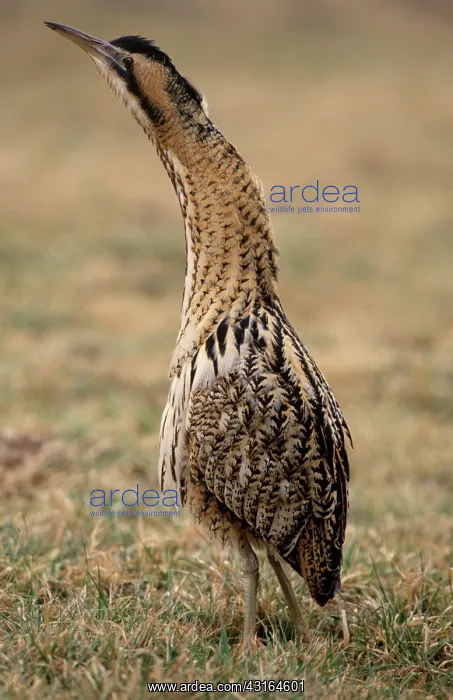  : Great Bittern