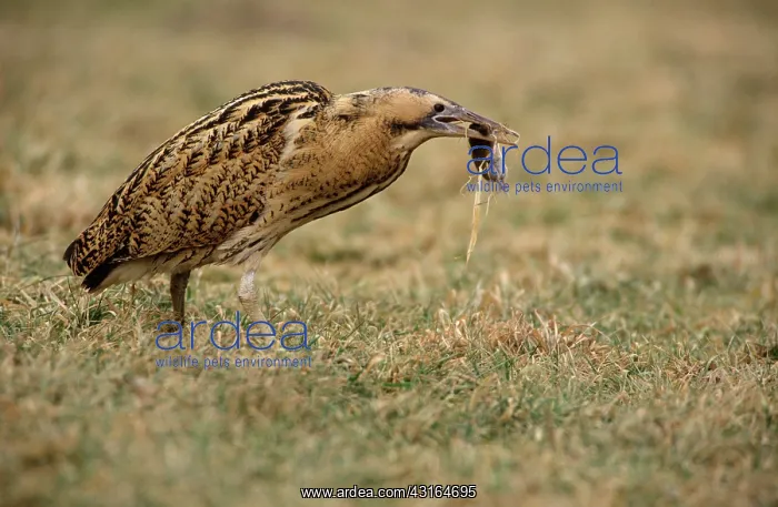 : Great Bittern : Great Bittern
