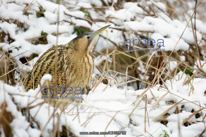 : Great Bittern : Great Bittern