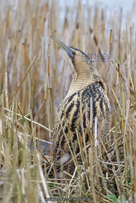 : Great Bittern : Great Bittern