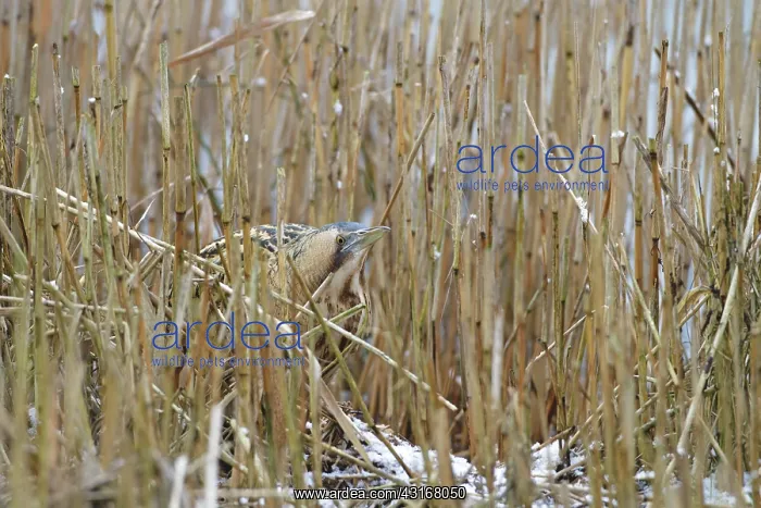 : Great Bittern : Great Bittern