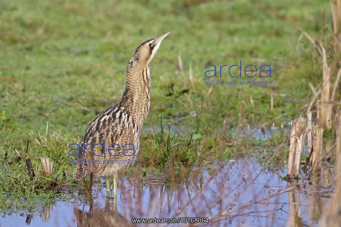  : Great Bittern