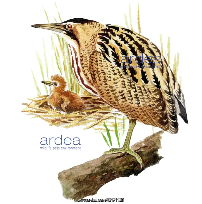 : Great Bittern : Great Bittern
