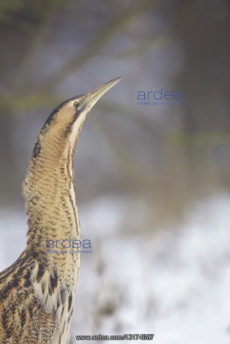  : Great Bittern