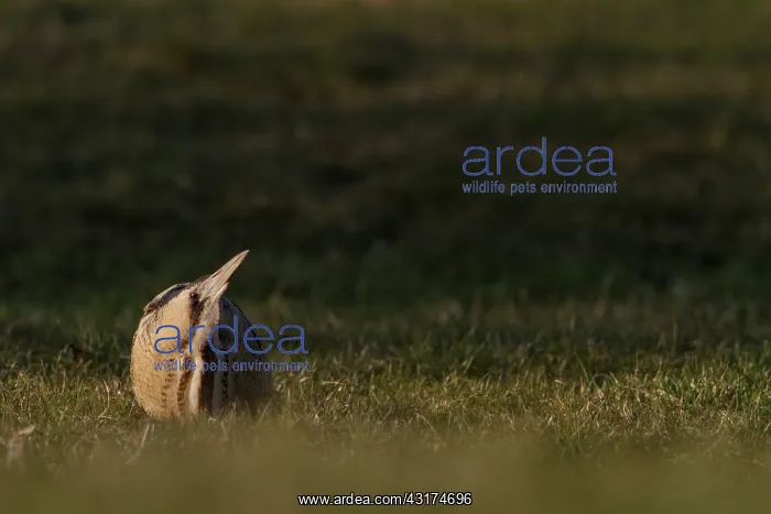 : Great Bittern : Great Bittern