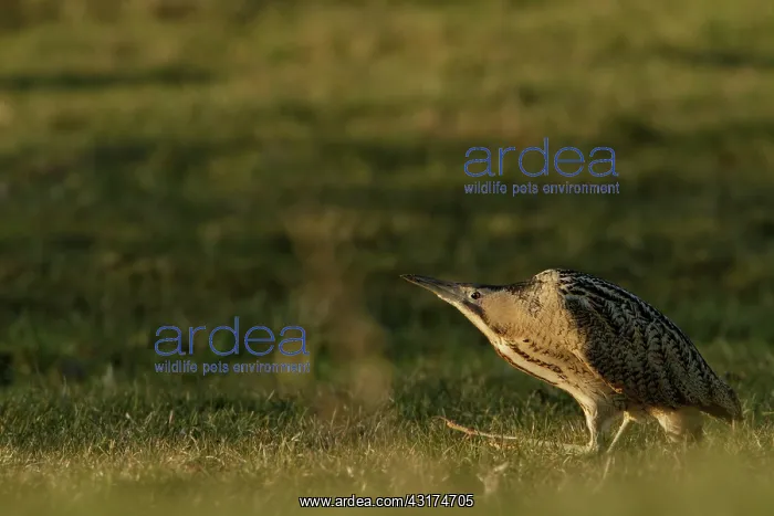 : Great Bittern : Great Bittern