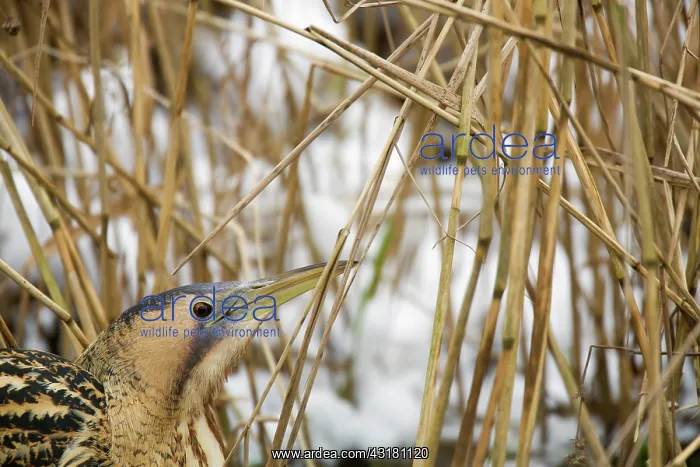: Great Bittern : Great Bittern