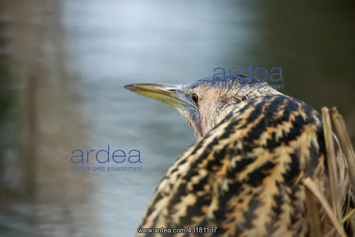 : Great Bittern : Great Bittern