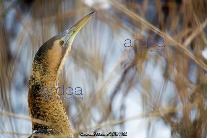 : Great Bittern : Great Bittern