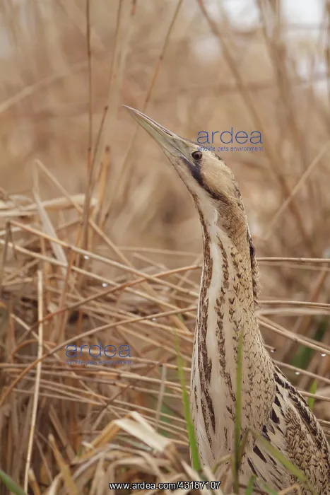 : Great Bittern : Great Bittern