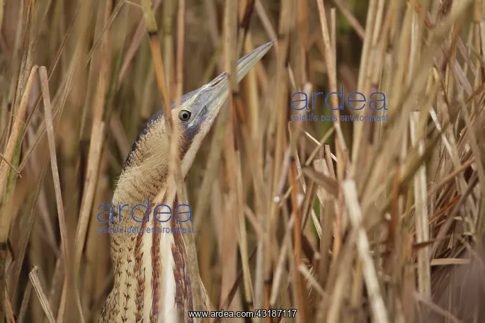 : Great Bittern : Great Bittern