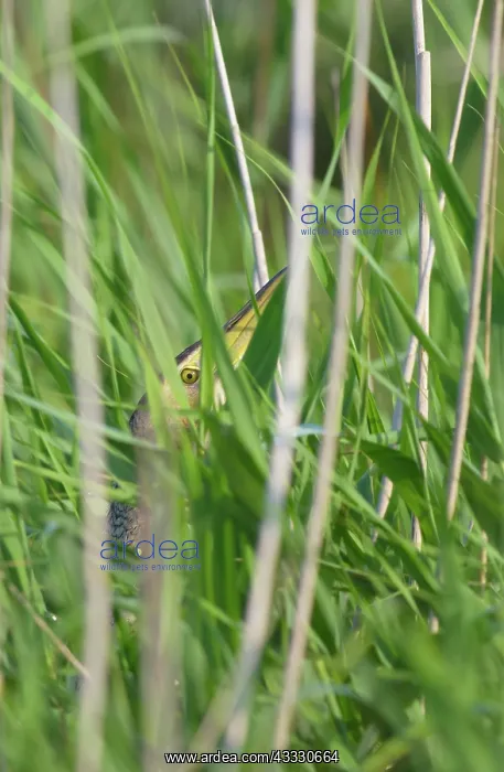 : Great Bittern : Great Bittern