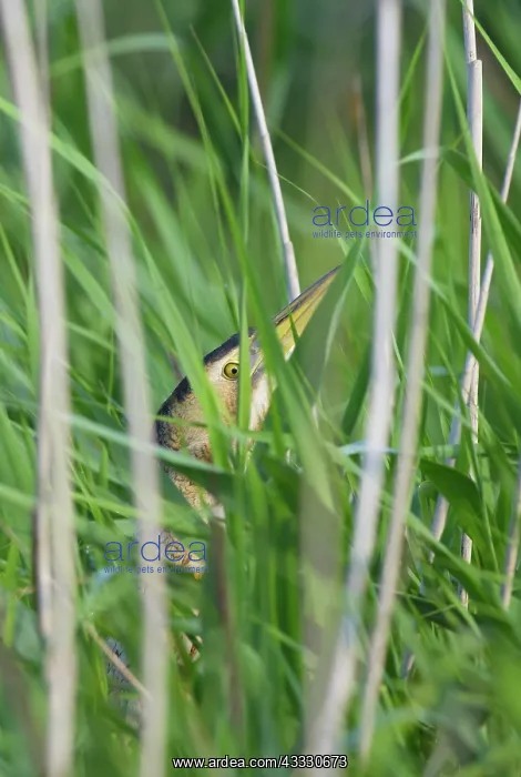 : Great Bittern : Great Bittern