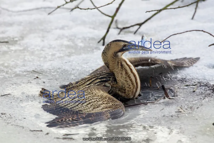  : Great Bittern adult with fish prey