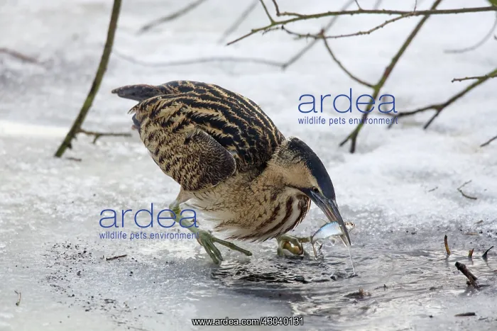  : Great Bittern adult with fish prey