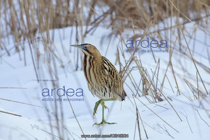  : Great Bittern adult standing on ice