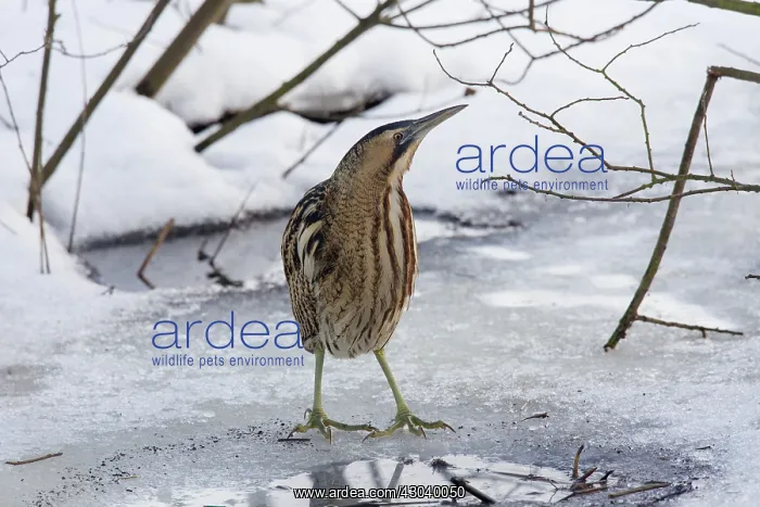  : Great Bittern adult standing on ice