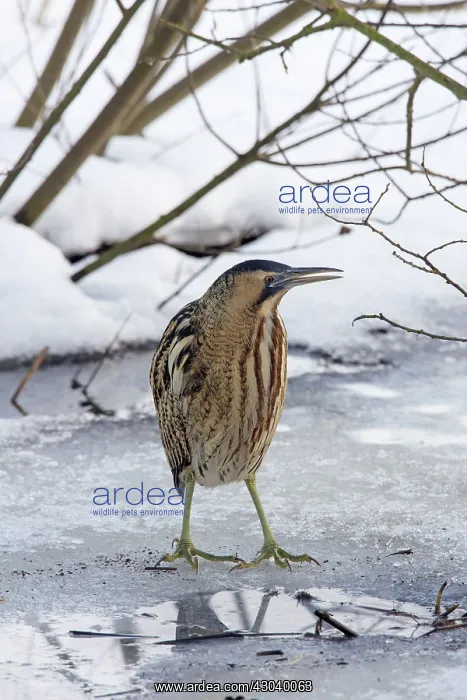  : Great Bittern adult standing on ice