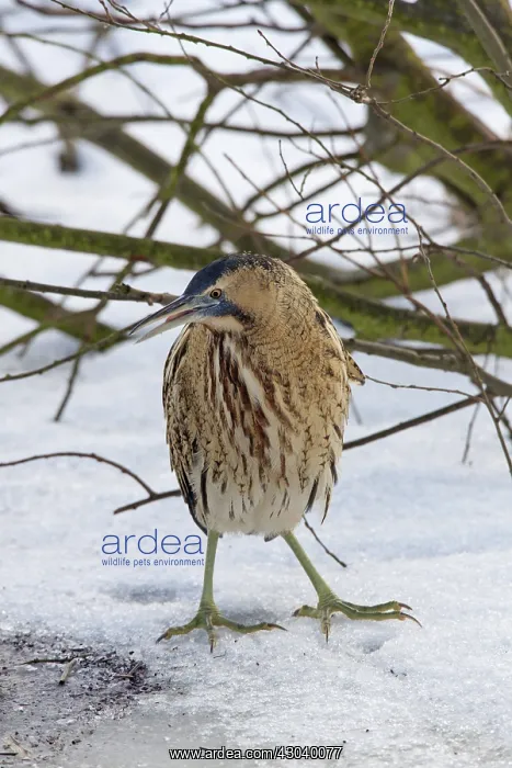  : Great Bittern adult standing on ice
