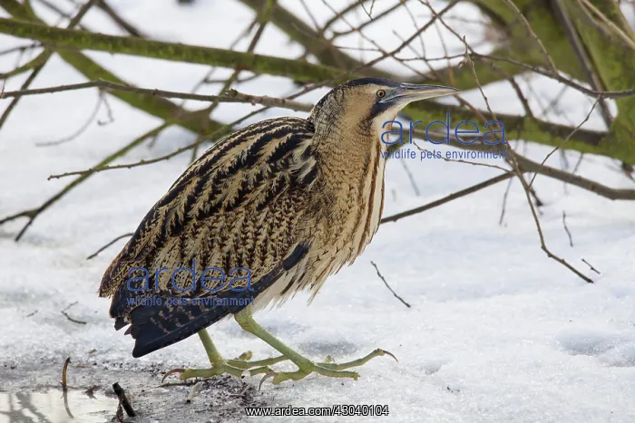  : Great Bittern adult standing on ice