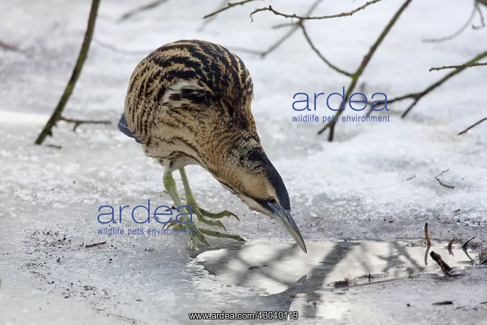  : Great Bittern adult standing on ice