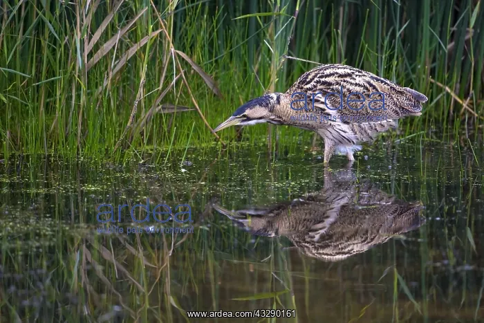 : Great Bittern (Botaurus stellaris) hunting in a : Great Bittern (Botaurus stellaris) hunting in a