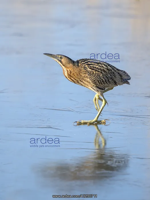 : Great Bittern (Botaurus stellaris) on ice, look : Great Bittern (Botaurus stellaris) on ice, look